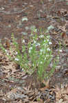 Apalachicola false rosemary